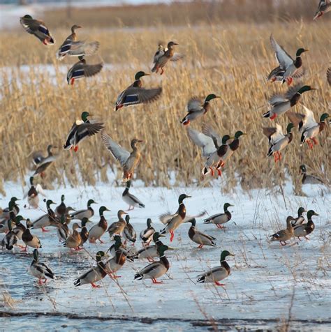 nd duck hunting license.